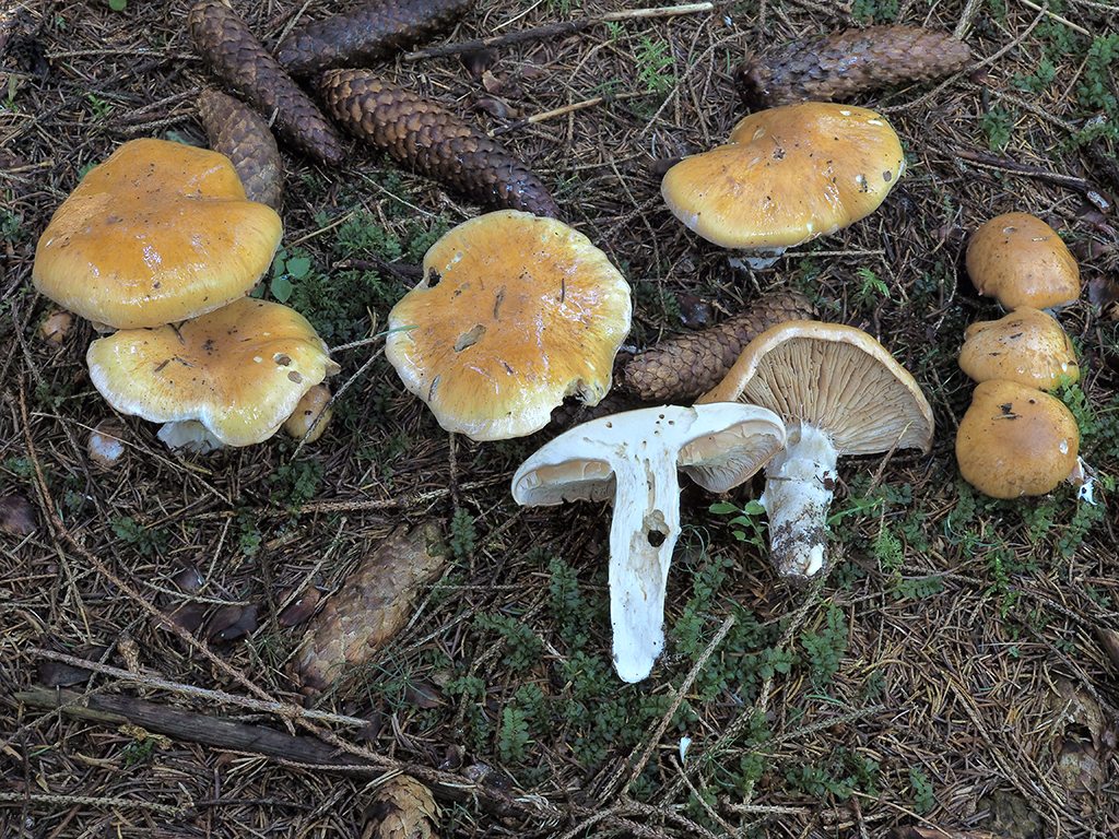 C. claricolor - svetlofarebný