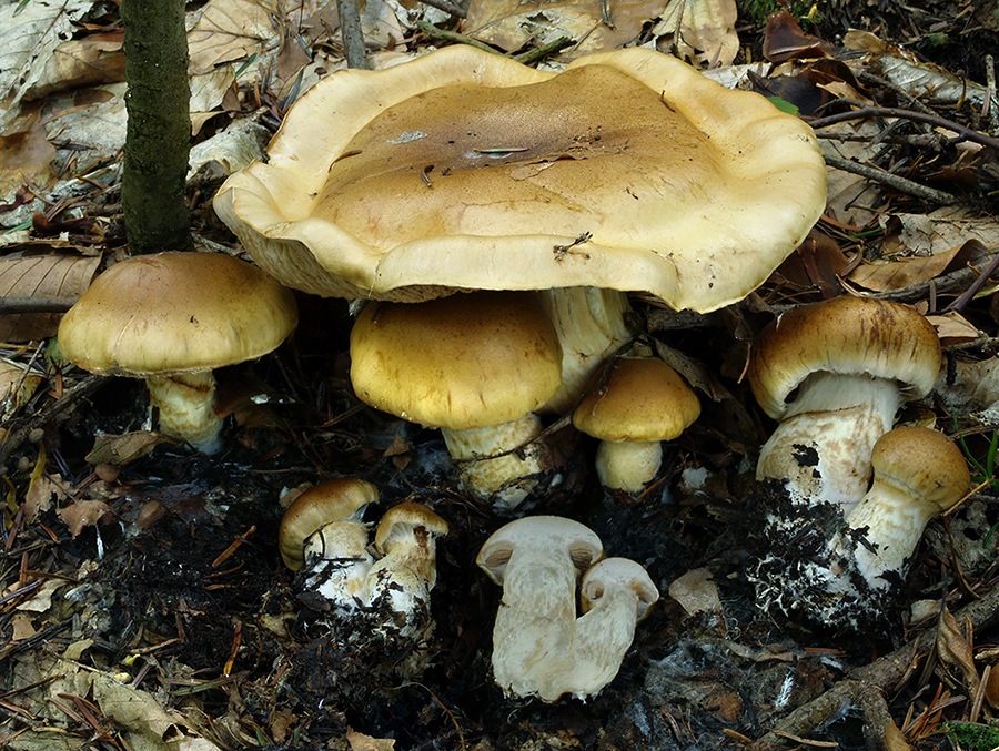 C. cliduchus - kľúčový