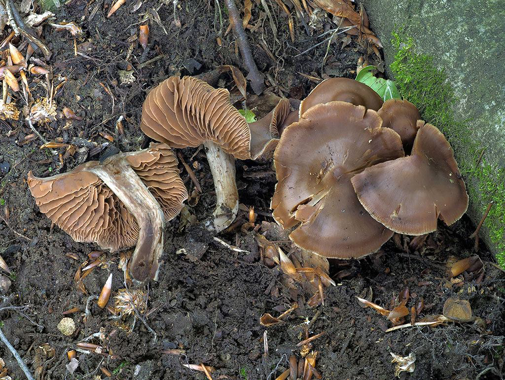 C. confirmatus - potvrdený