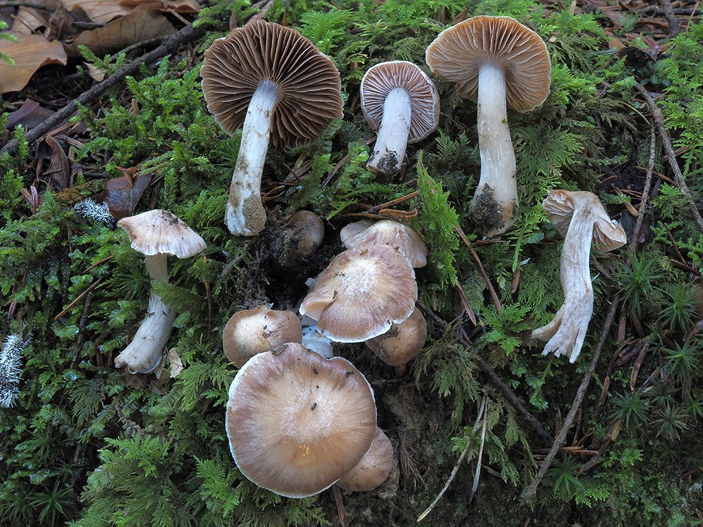 C. confirmatus asp. kuehneri - potvrdený Kuehnerov