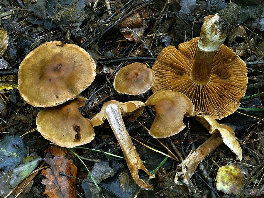 C. conicoides - kužeľovitý