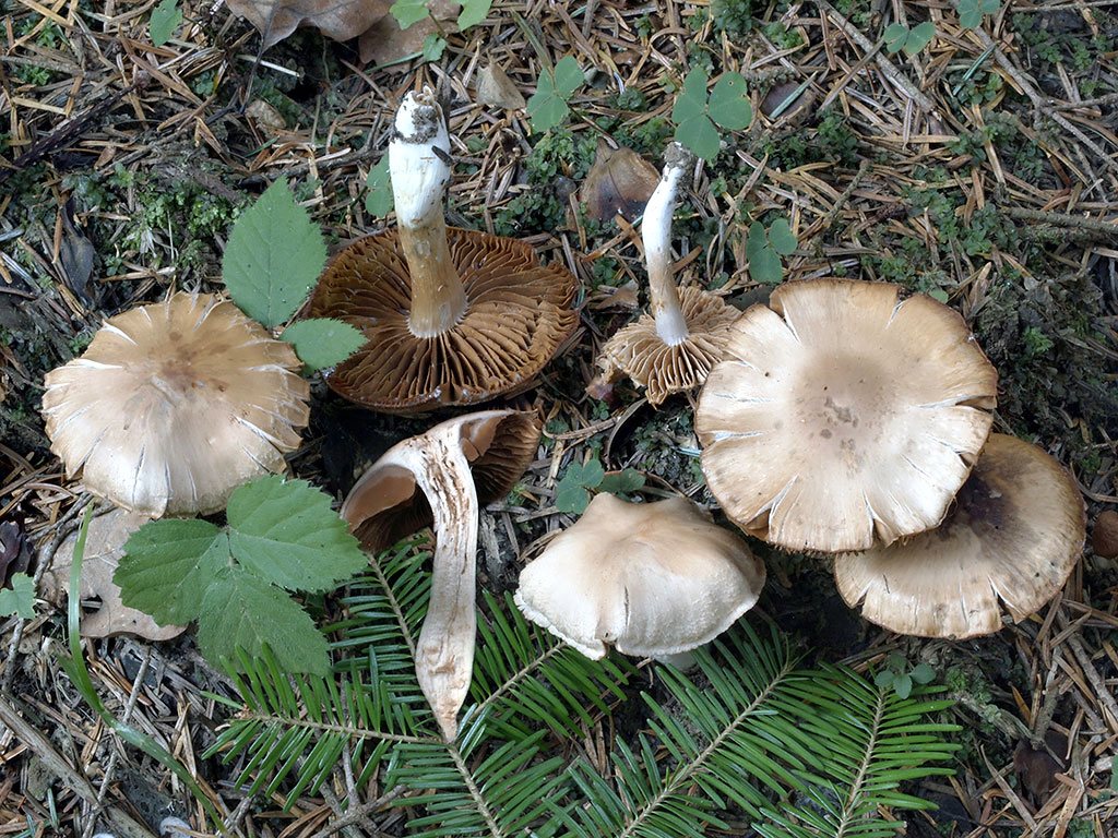 C. conicosordescens - špinavohrboľový