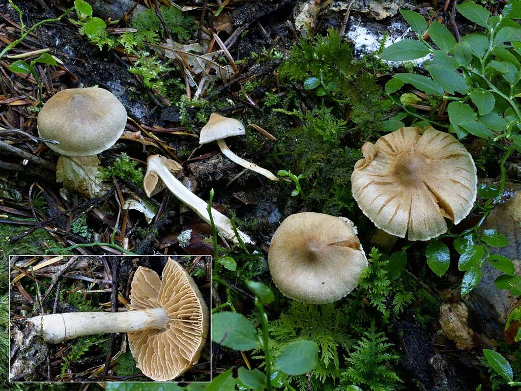 C. conicoumbonatus - vypuklokužeľovitý