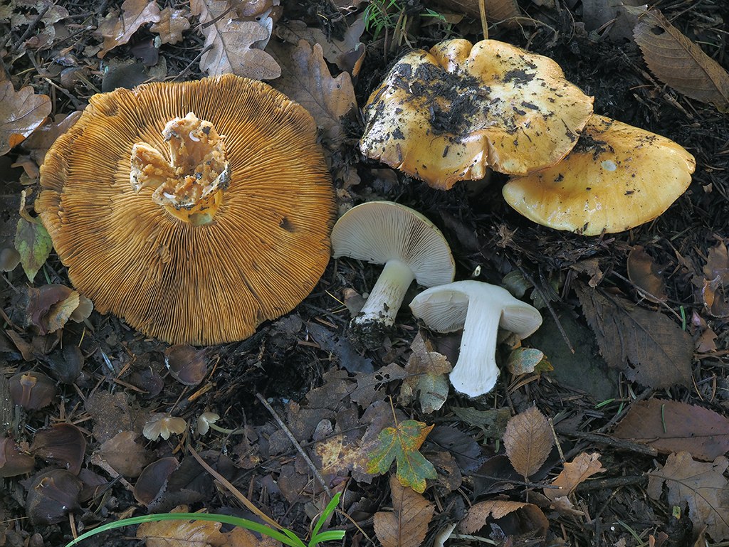 C. coniferarum - ihličnanový
