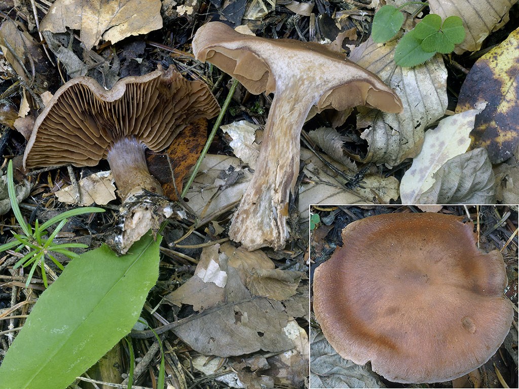 C. conterminus - hraničný