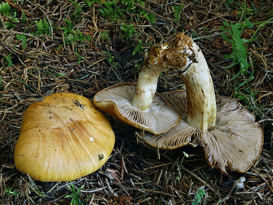 C. corrosus - vyhlodaný