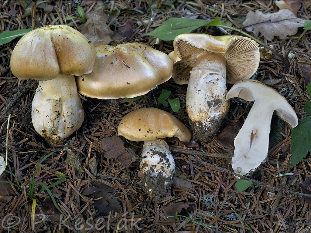 C. cotoneipes - bavlnohlúbikový