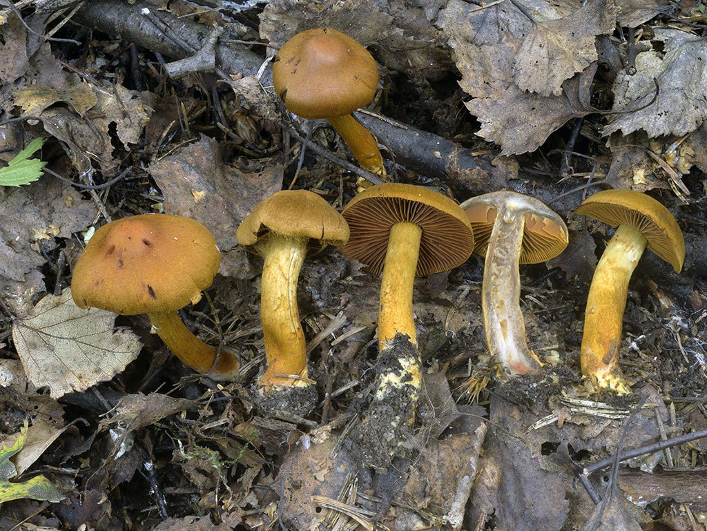 C. croceifolius - šafranovolupeňový