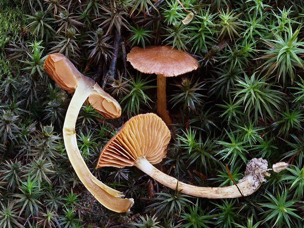 C. croceoconus - meďový