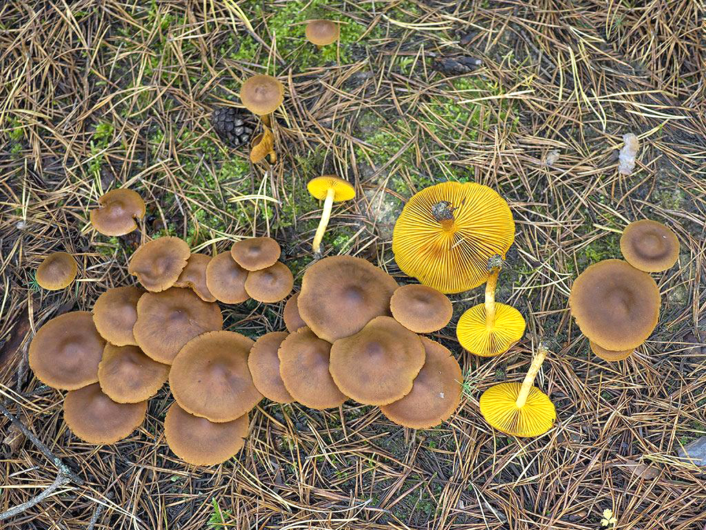 C. croceus - šafranový