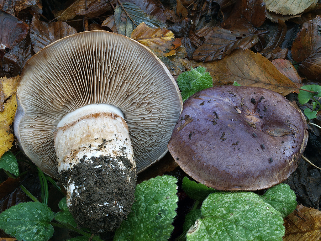 C. cumatilis - lilavomodrý