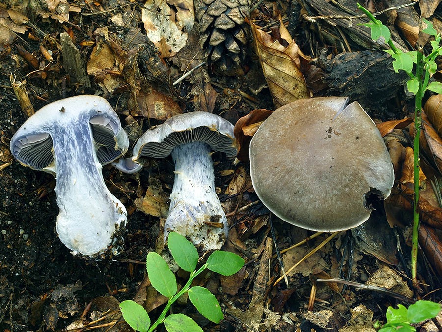 C. cyanites var. brevisporus - modrastý krátkovýtrusný