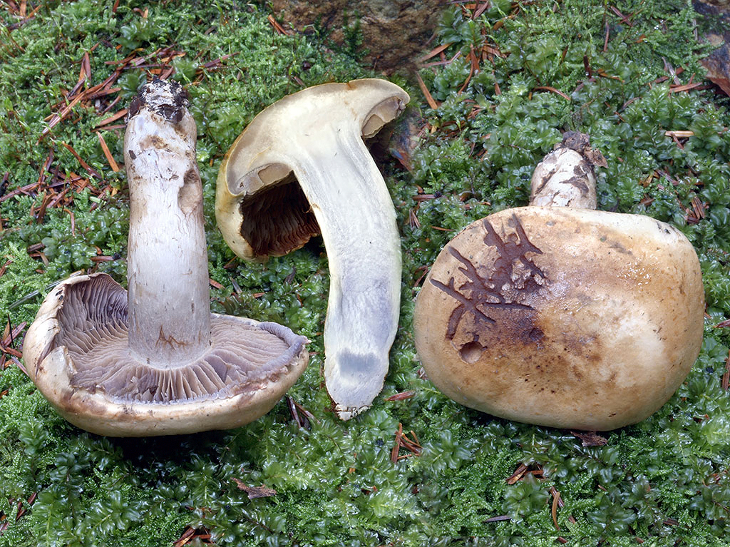 C. cyanobasalis - modrastokoreňový