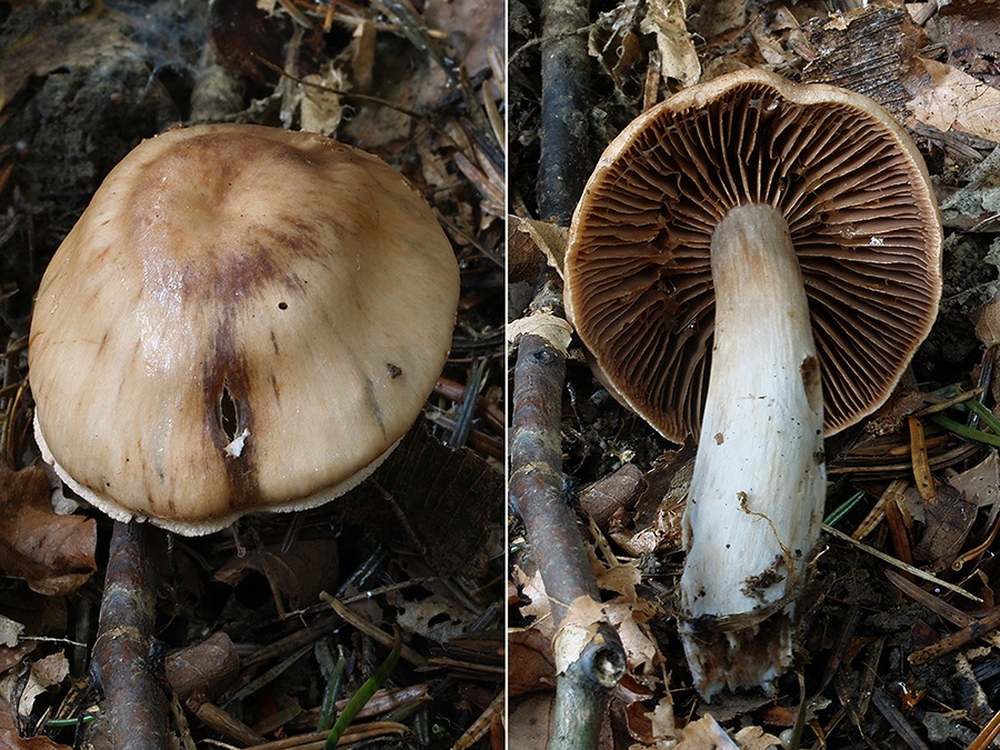 C. damascenoides - damaškový