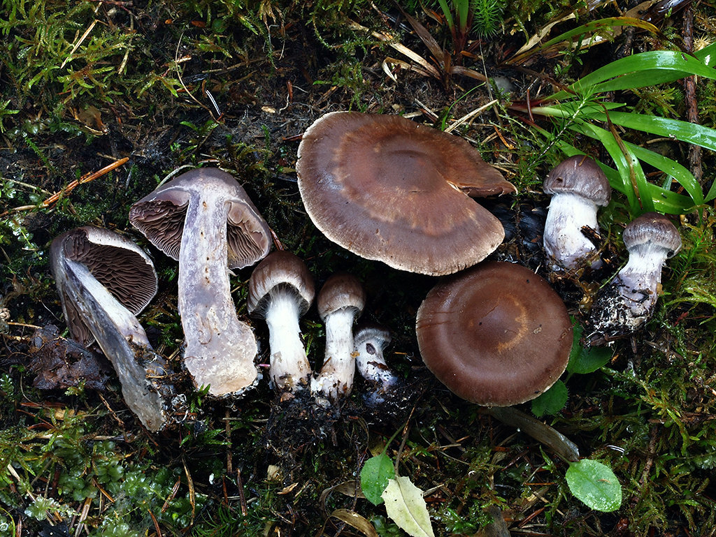 C. deceptivoides - klamlivý