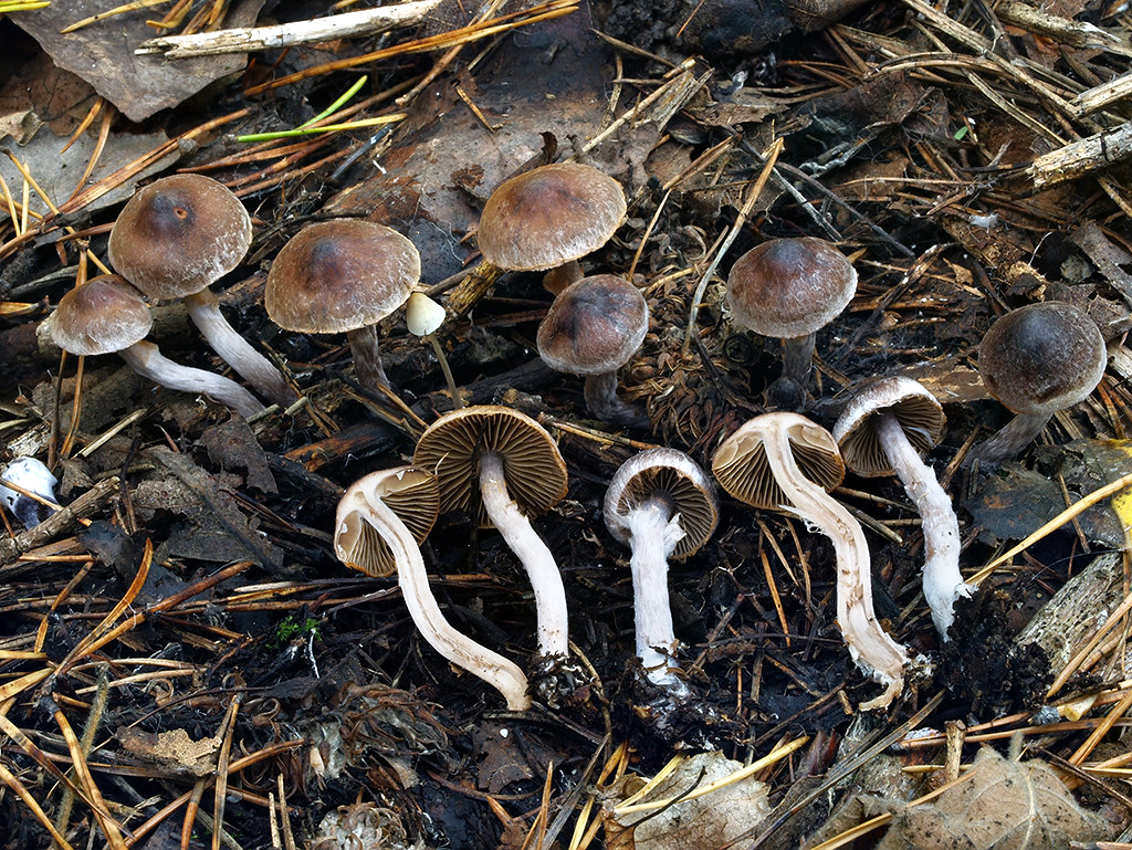 C. decipiens - čiernohrboľový