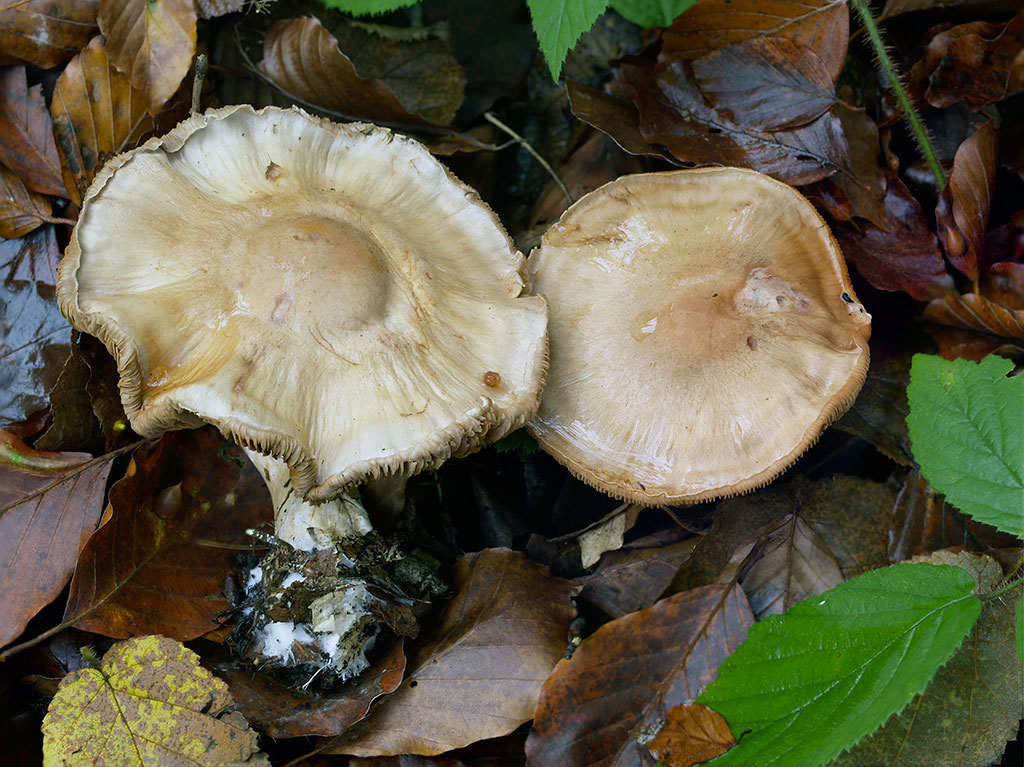 C. decoloratus - odfarbený