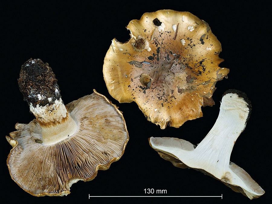 C. decurtatus - krátkohlúbikový