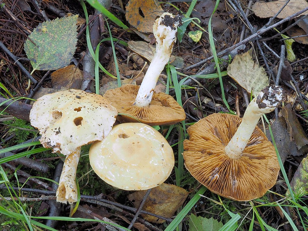 C. delibutus - žltookrový