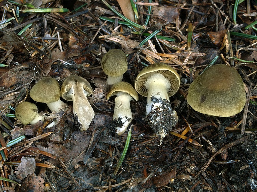 C. depexus - učesaný