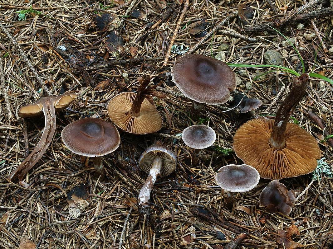 C. depressus - vtlačený