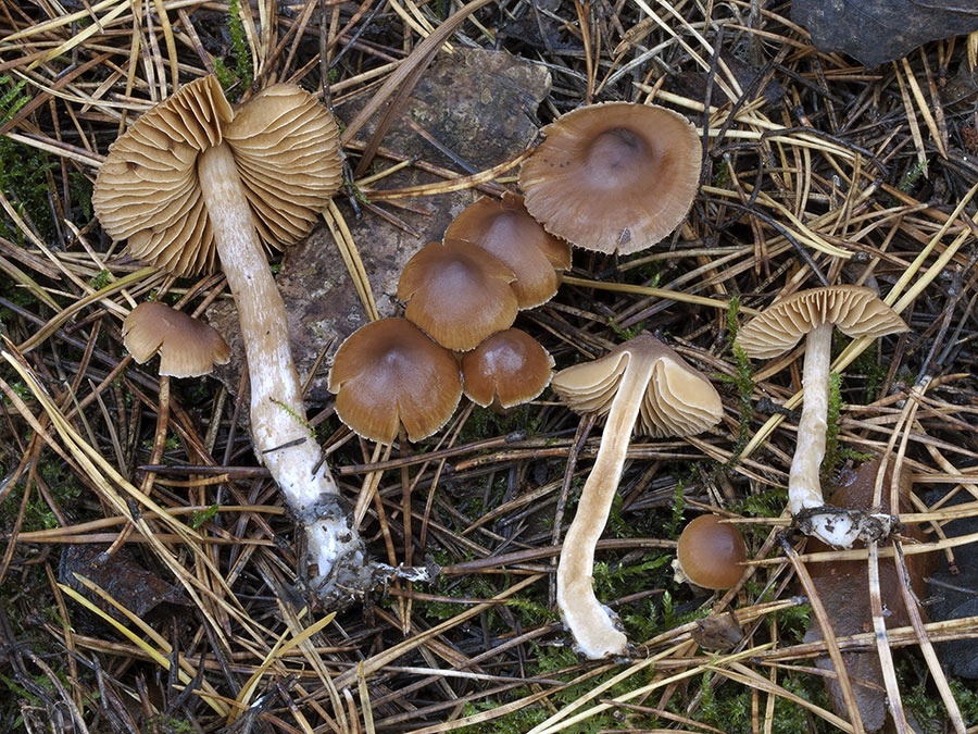 C. detonsus - obstrihaný