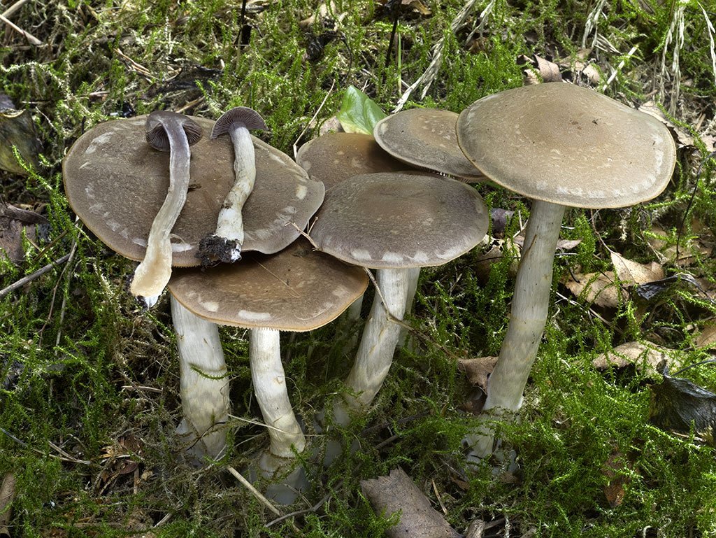 C. detudis - znížený