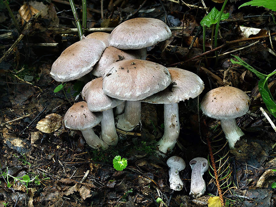 C. diabolicus - diabolský