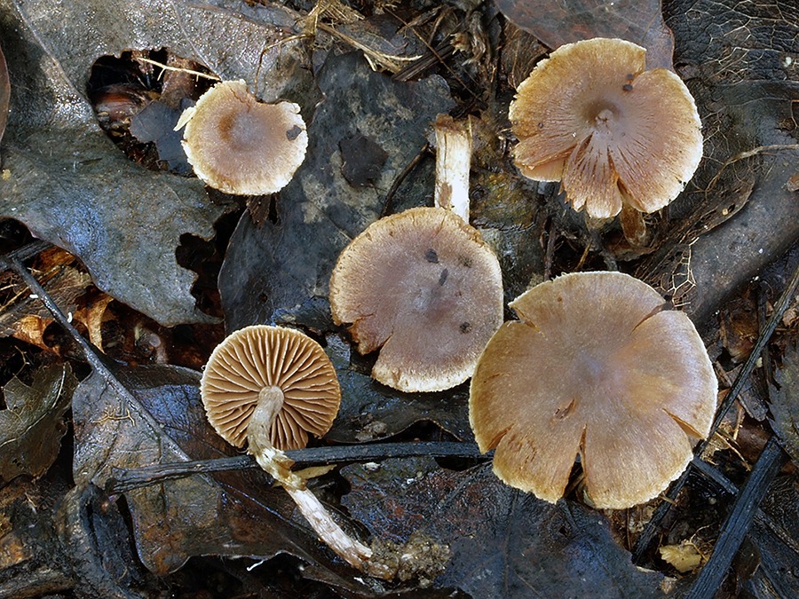 C. diasemospermus - zreteľnovýtrusný