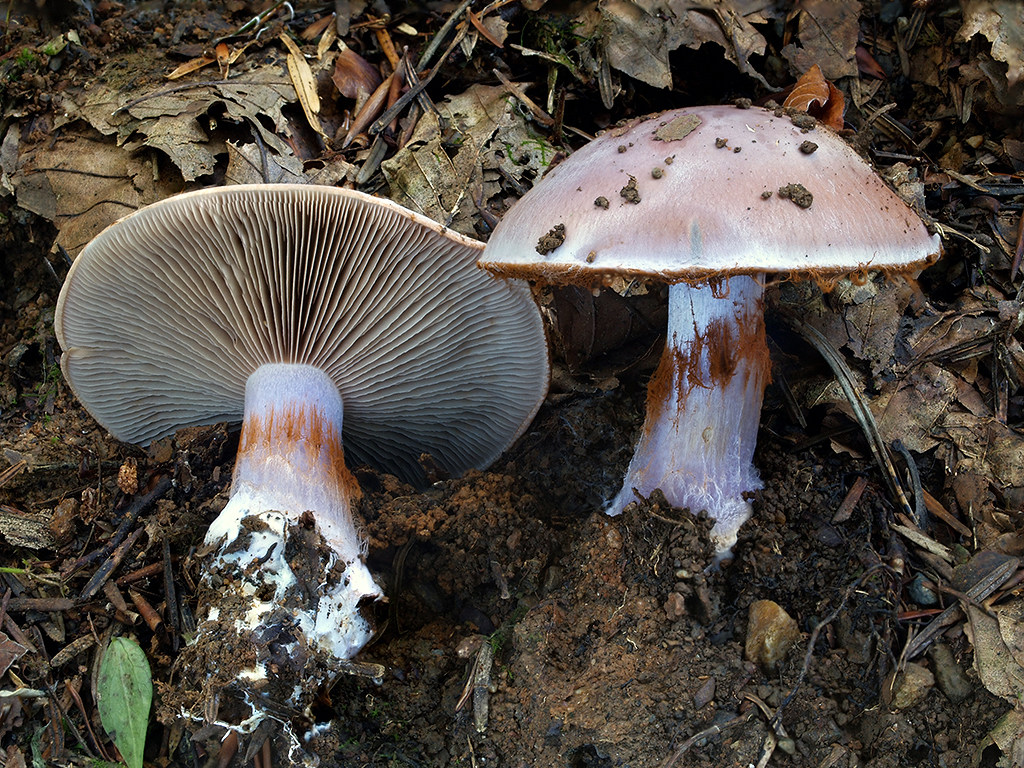 C. dibaphus - pestrý