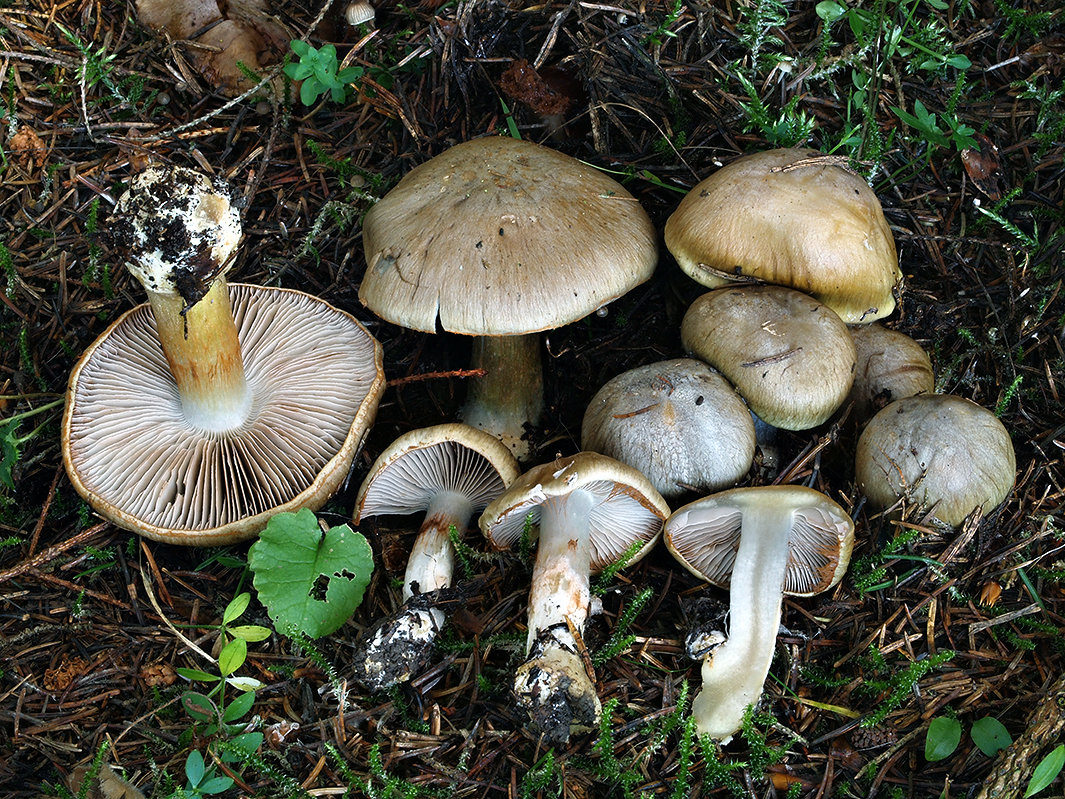 C. dionysae - sivomodrastý