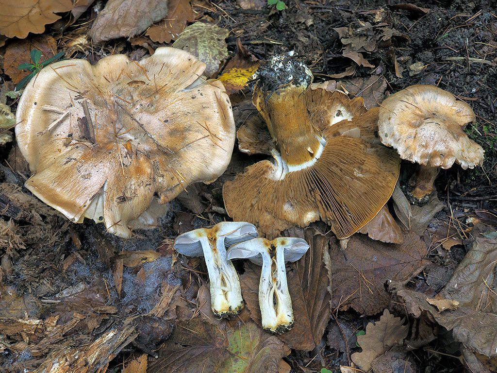 C. dionysae f. olivaceus - Dionýzov