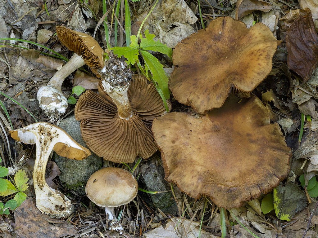 C. disjungendus - širokolupeňový