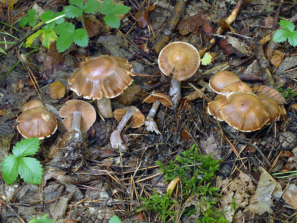 C. dissidens - disidentský