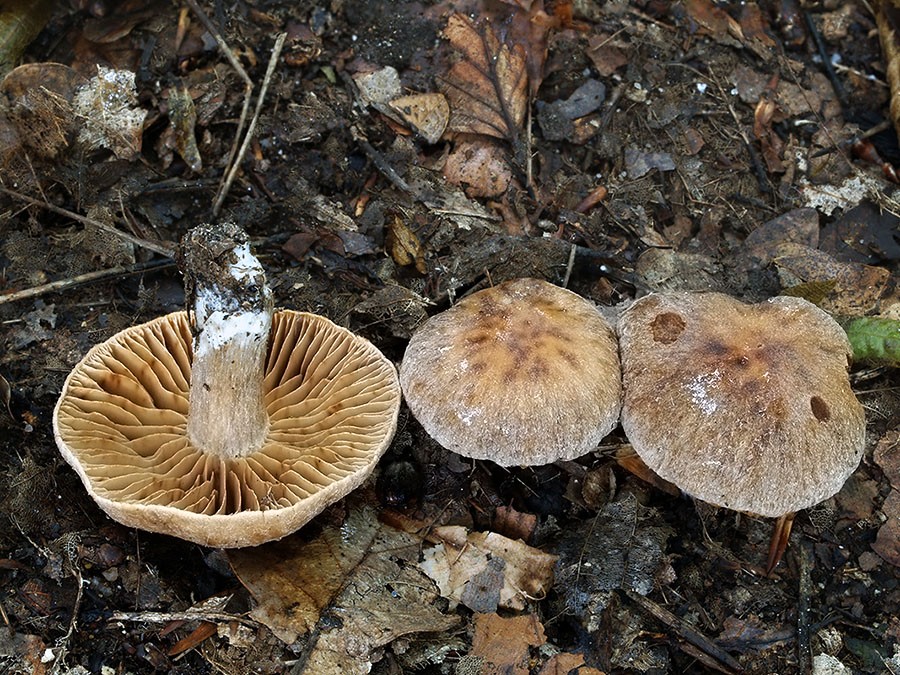 C. distans - vzdialený