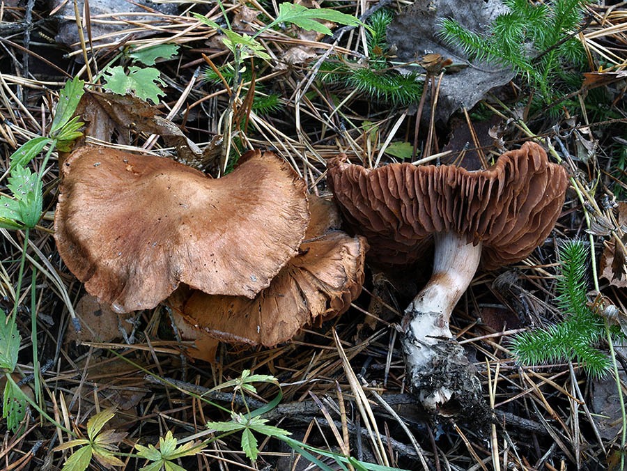C. divulgatus - rozšírený