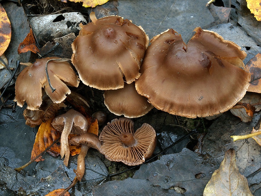 C. dolabratoides - sekerovitý