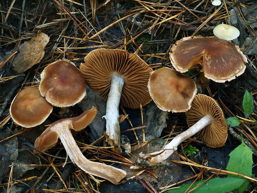 C. dolabratus - hnedobielý