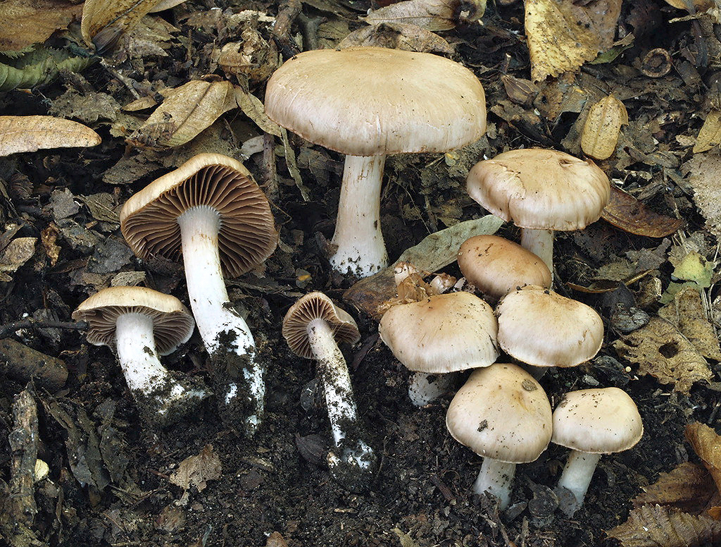 C. duracinus - tvrdkastý