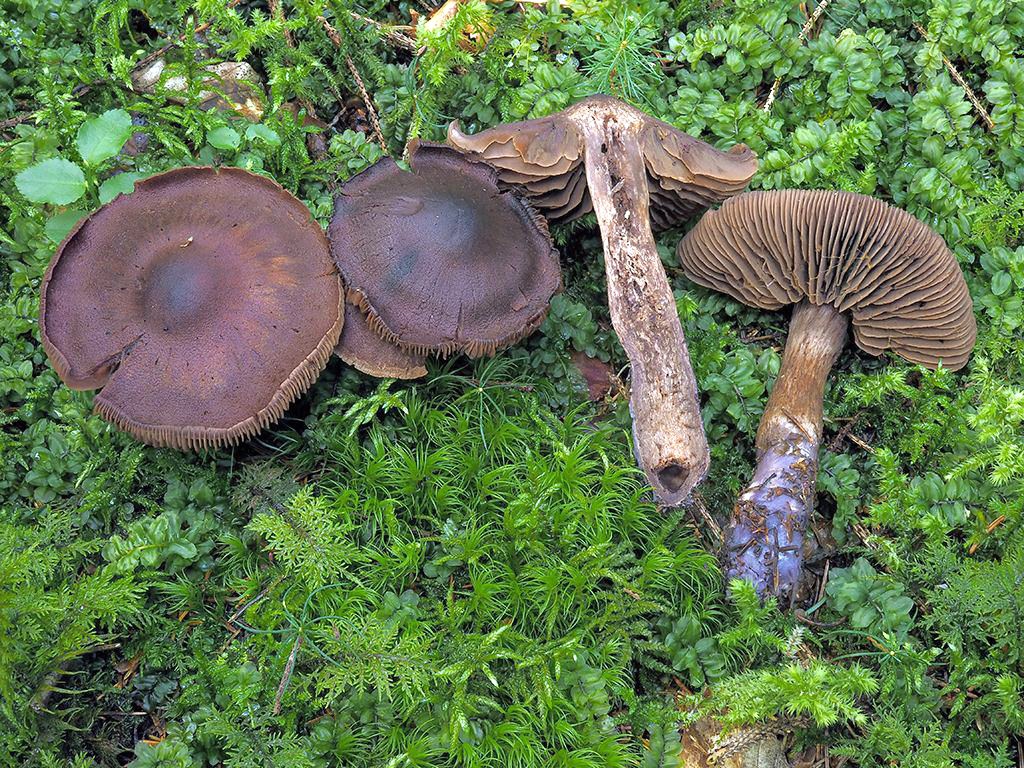 C. ectypus - šupinatý