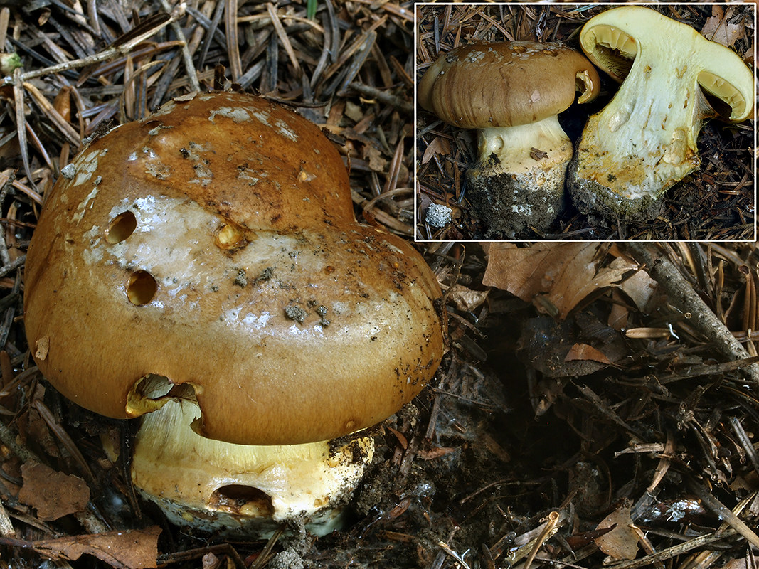 C. elegantior var. eduliformis - hríbovitý
