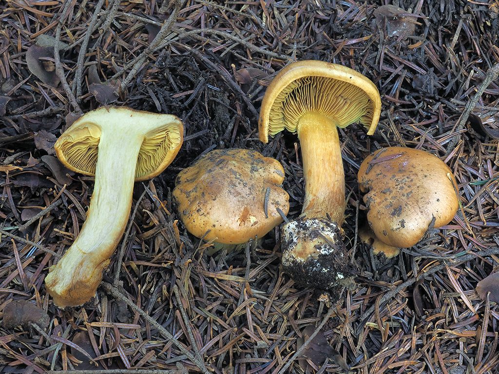 C. elegantior var. elegantior - elegantný