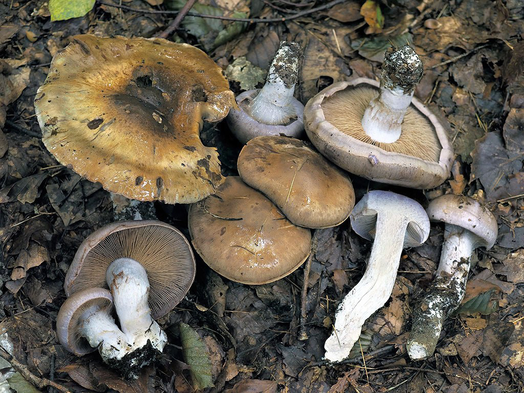 C. eliae - Eliasov
