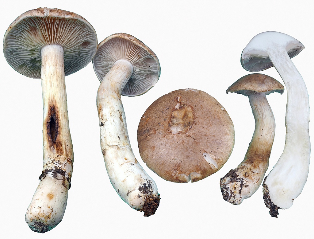 C. elongatipes - dhohlúbikový