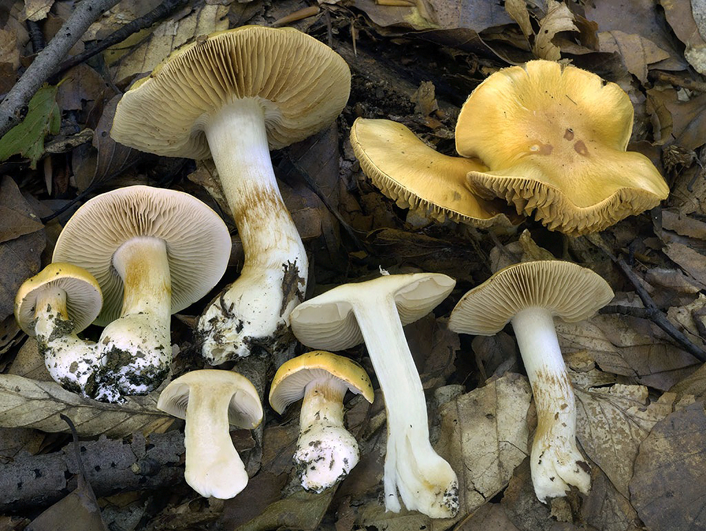C. emollitus - zmäkčený, bukový