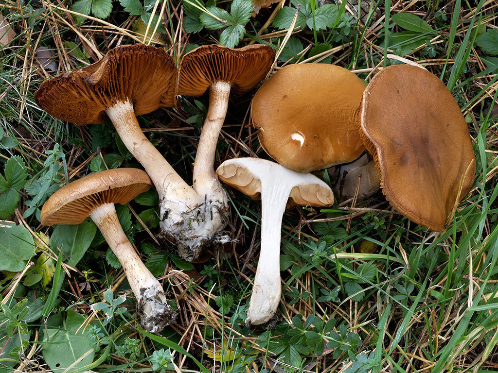 C. epsomiensis - epsomský