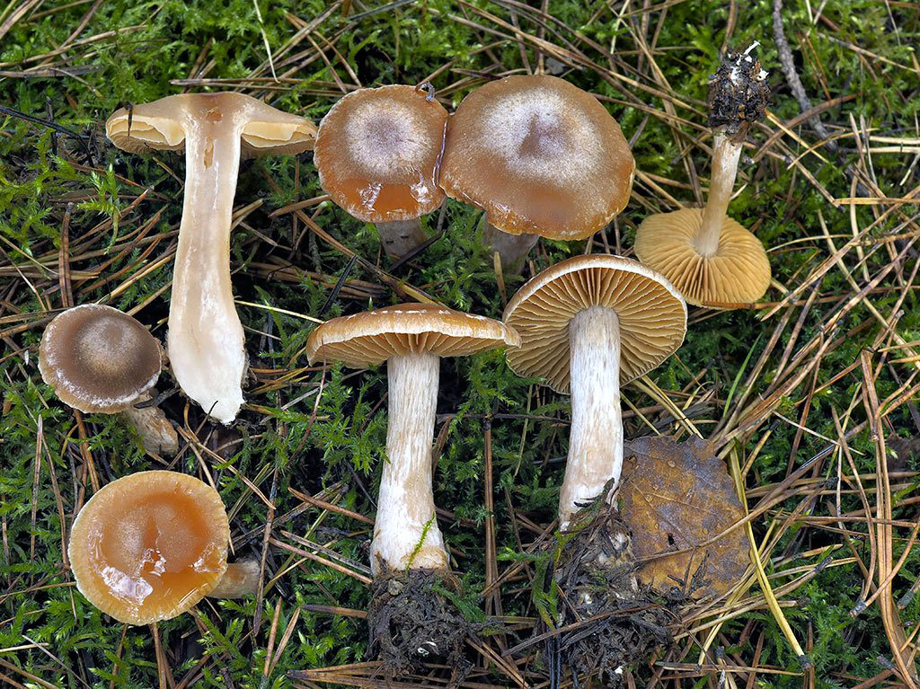 C. erugatus - drsnohlúbikový