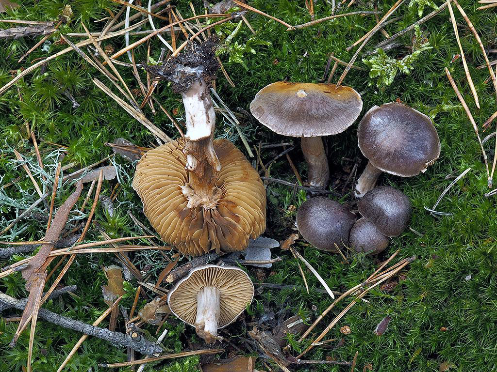 C. erythrinoides - pieskomilný