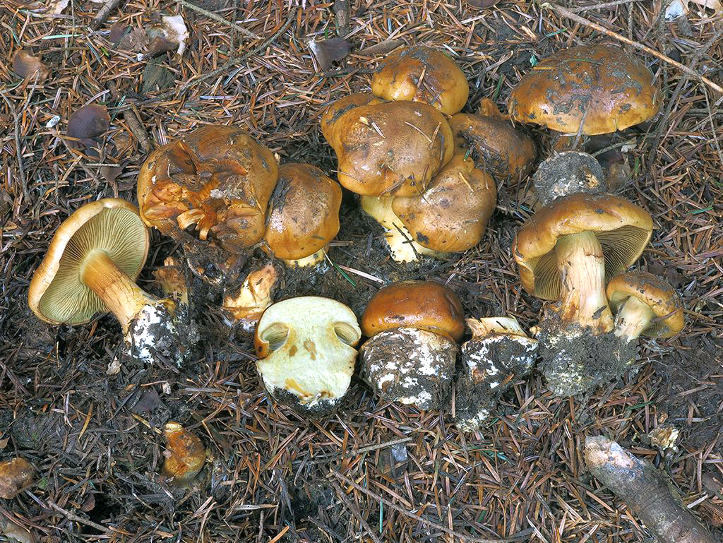 C. eufulmineus var. testudineus - živofarebný korytnačí