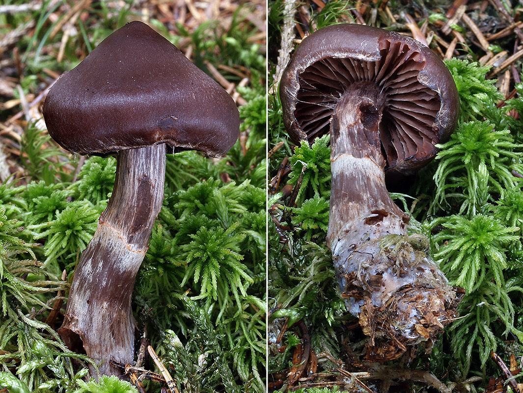 C. evernius - hnedofialový
